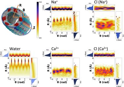 Transmembrane Self-Assembled Cyclic Peptide Nanotubes Based on α‐Residues and Cyclic δ‐Amino Acids: A Computational Study